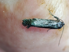 Blastobasis maroccanella