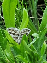 Scotopteryx coarctaria