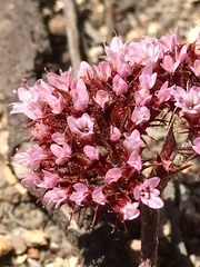 Chorizanthe staticoides
