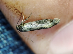 Blastobasis maroccanella