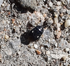 Adomerus biguttatus