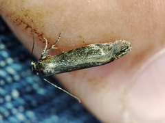 Blastobasis maroccanella