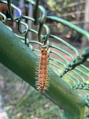 Lepidoptera