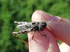 Arcyptera microptera