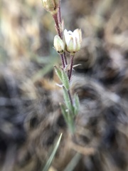 Spergularia macrotheca longistyla
