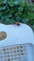 Camponotus herculeanus