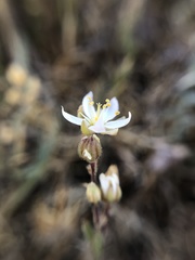Spergularia macrotheca longistyla