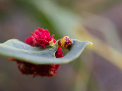 Arkyidae