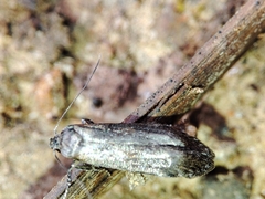 Blastobasis maroccanella