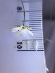 Spergularia macrotheca longistyla