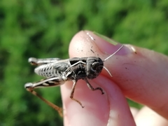 Arcyptera microptera