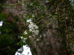 Dendrobium moniliforme