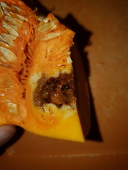 Didacus ciliatus