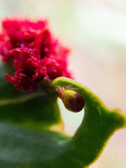 Arkyidae