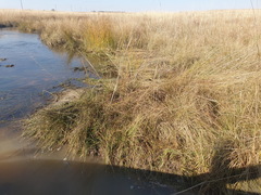Colchicum melanthioides