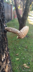 Agaricineae
