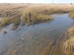Colchicum melanthioides