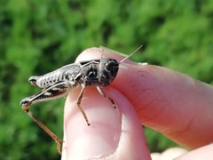 Arcyptera microptera