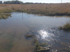 Colchicum melanthioides