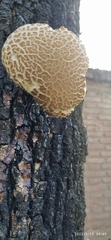Agaricineae