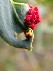 Arkyidae