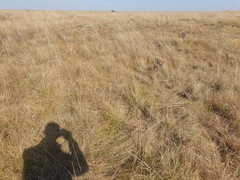 Colchicum melanthioides