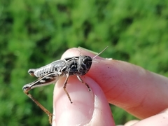 Arcyptera microptera