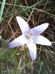 Campanula rapunculus