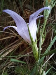 Campanula rapunculus
