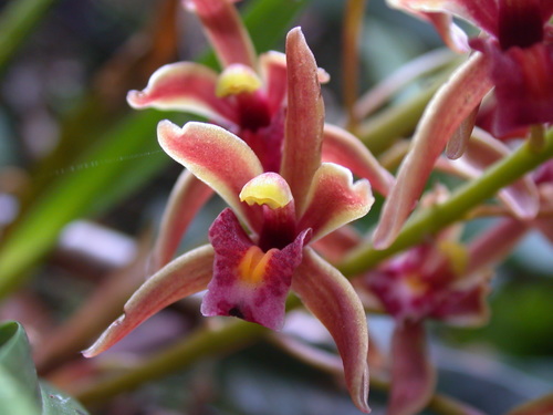 Cymbidium floribundum