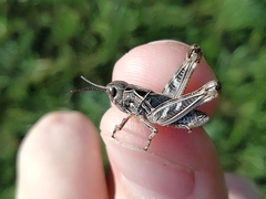 Arcyptera microptera