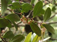Vaccinium emarginatum