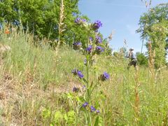 Anchusa procera