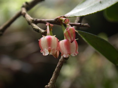 Vaccinium emarginatum