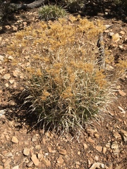 Petradoria pumila