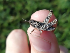 Arcyptera microptera