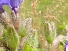 Anchusa procera