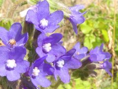 Anchusa procera