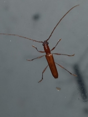 Psyrassa unicolor