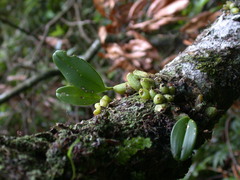 Bulbophyllum pectinatum