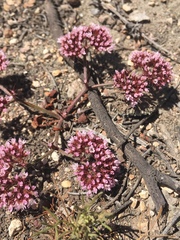 Chorizanthe staticoides