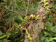 Bulbophyllum pectinatum