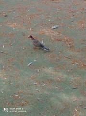 Streptopelia senegalensis