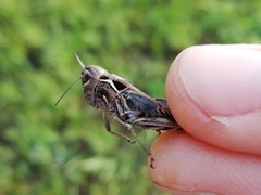 Arcyptera microptera