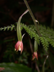Calanthe graciliflora