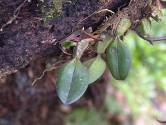 Bulbophyllum setaceum