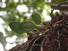 Bulbophyllum setaceum