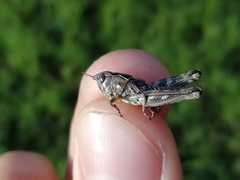 Arcyptera microptera