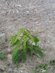 Crateva adansonii formosensis