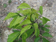 Crateva adansonii formosensis